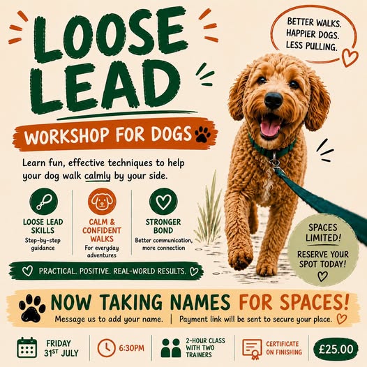 A dog on a lead promoting a loose lead walking class.